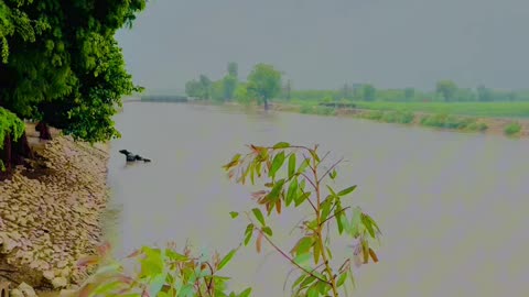 Rim Jhim Dadu Canal Village Phulpota, Sindh ❤ #maxrecords #nature #vlog