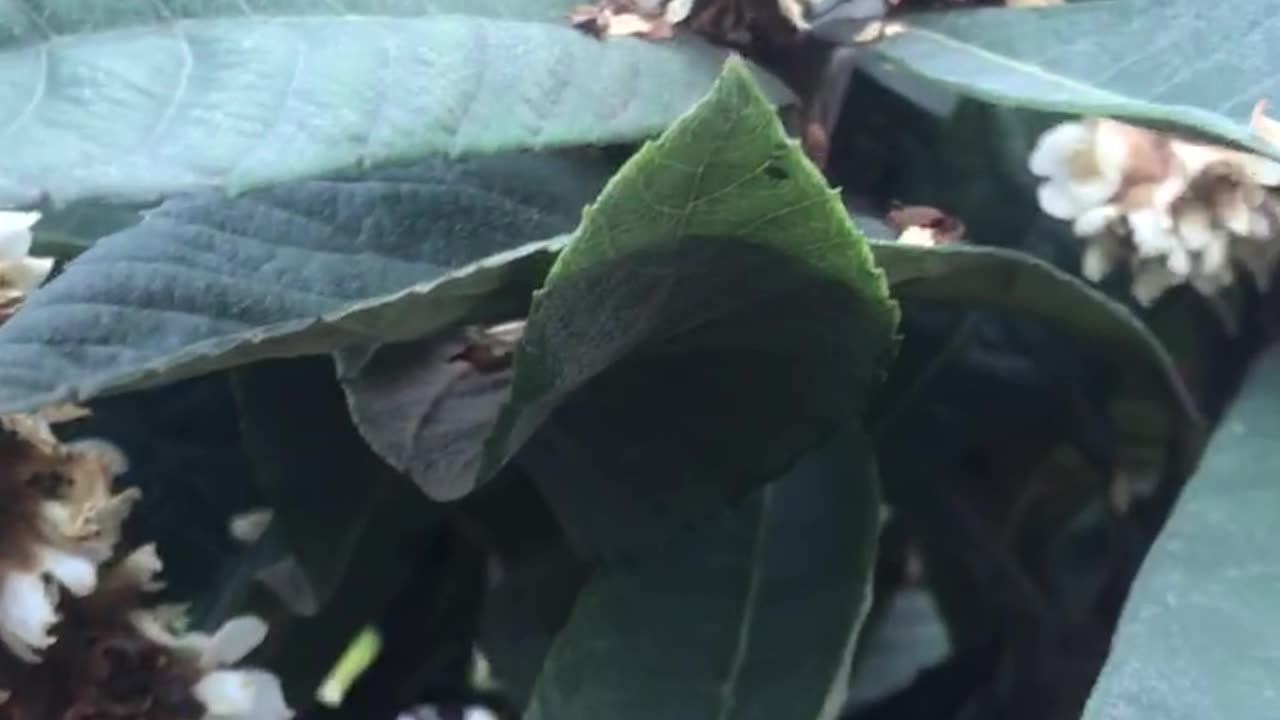 Loquat fruit flower
