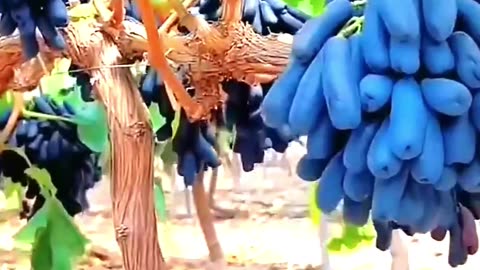Amazing feat of Chinese agricultural scientists. 😲 Thick sugarcane made from the DNA of bamboo.