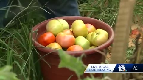 U.S. tomato farmers are now reaping the benefits of tariffs imposed on Mexican tomatoes…