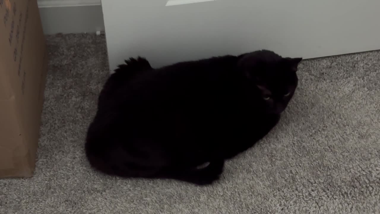 Cute Precious Piper Does Various Jobs in the Office - Adopting a Cat from a Shelter Vlog