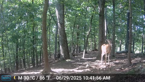 The Woods – 06/30/2025