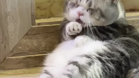 OMG! So Fluffy! How Can This Tiny Furball Be This CUTE?!