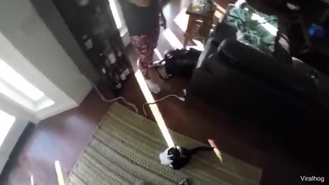 "Try Not to Laugh: Cats Edition 😹🔥"