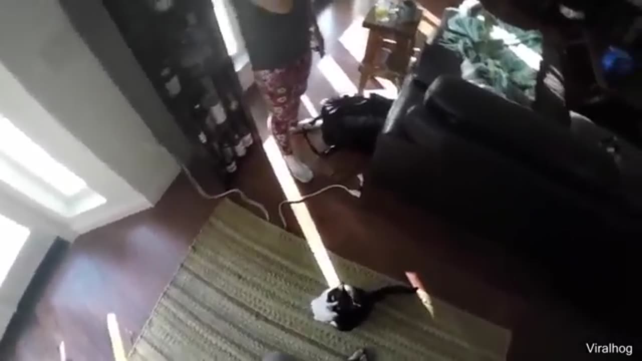 "Try Not to Laugh: Cats Edition 😹🔥"
