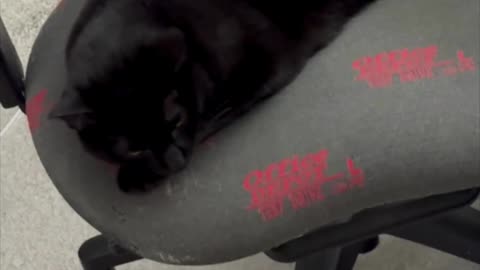 Precious Piper Shows How to Be an Office French Loaf - Adopting a Cat from a Shelter Vlog #shorts