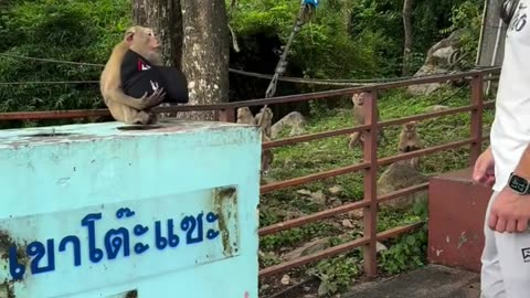 Monkey Looks Stylish In Stolen Ballcap