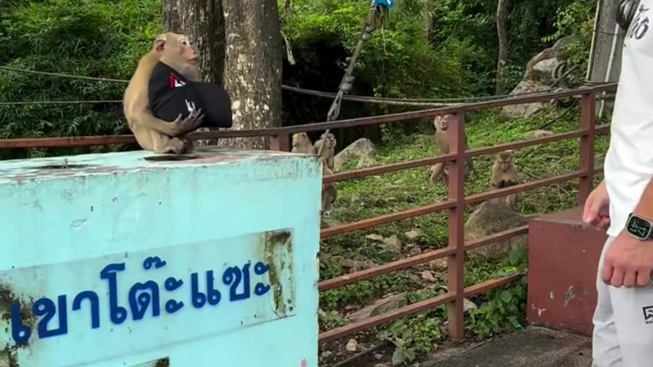 Monkey Looks Stylish In Stolen Ballcap