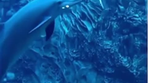 😂🏊‍♂️ You Won't Believe What He Does in a 50ft Pool! | FunFM