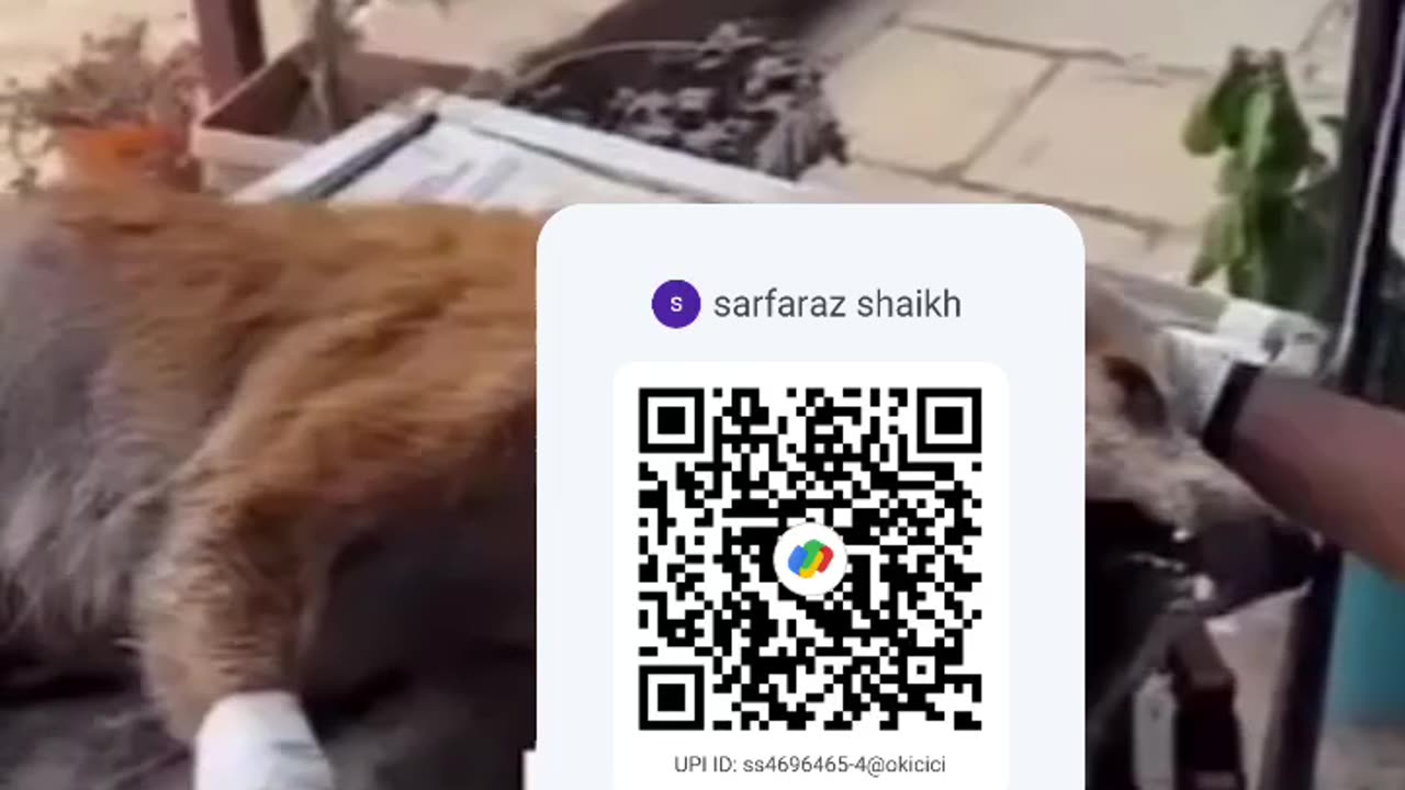 Plz help