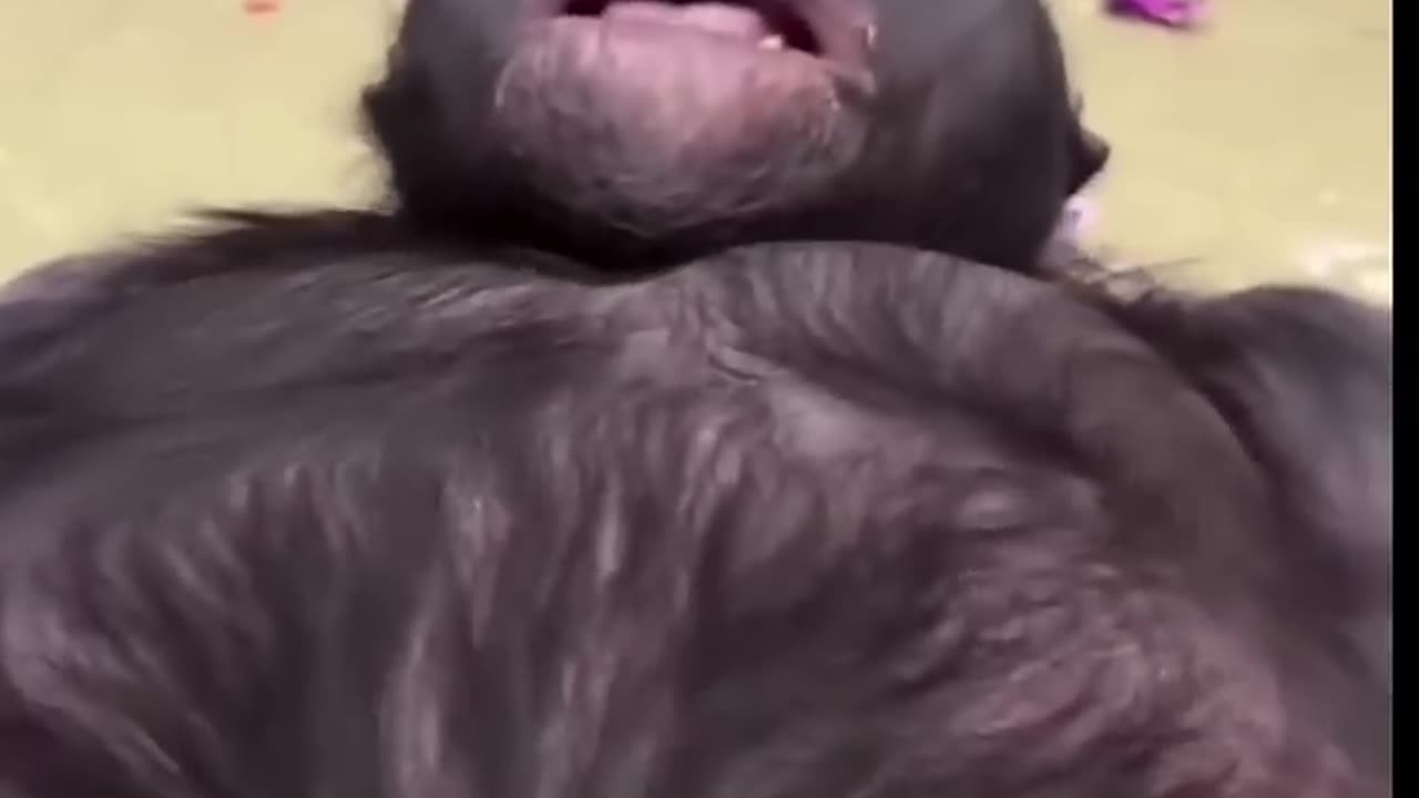My_pets_reaction_when_i_arrive_at_home_#shorts_#dog_#chipmunk()