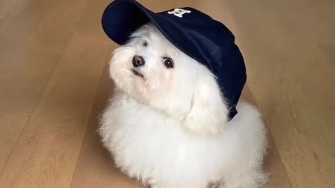 handsome little boy