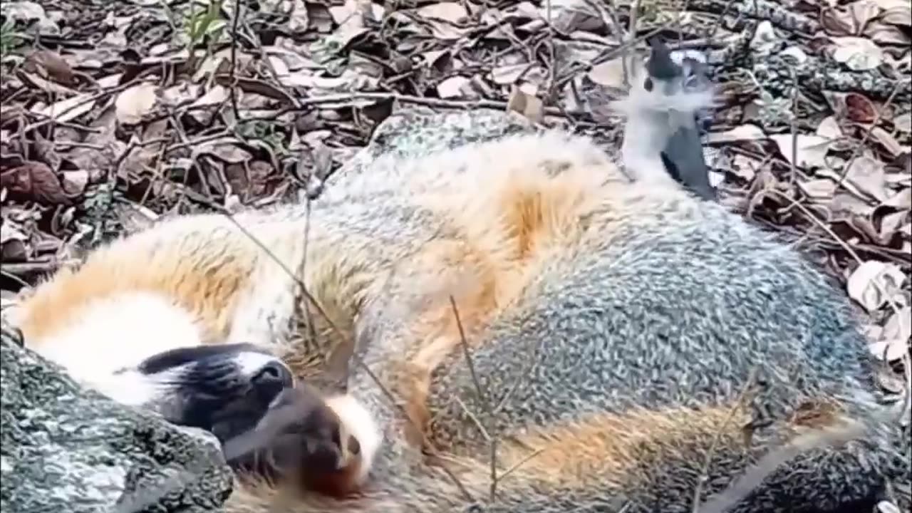 Bird collects fur from a sleeping fox to build a nest..