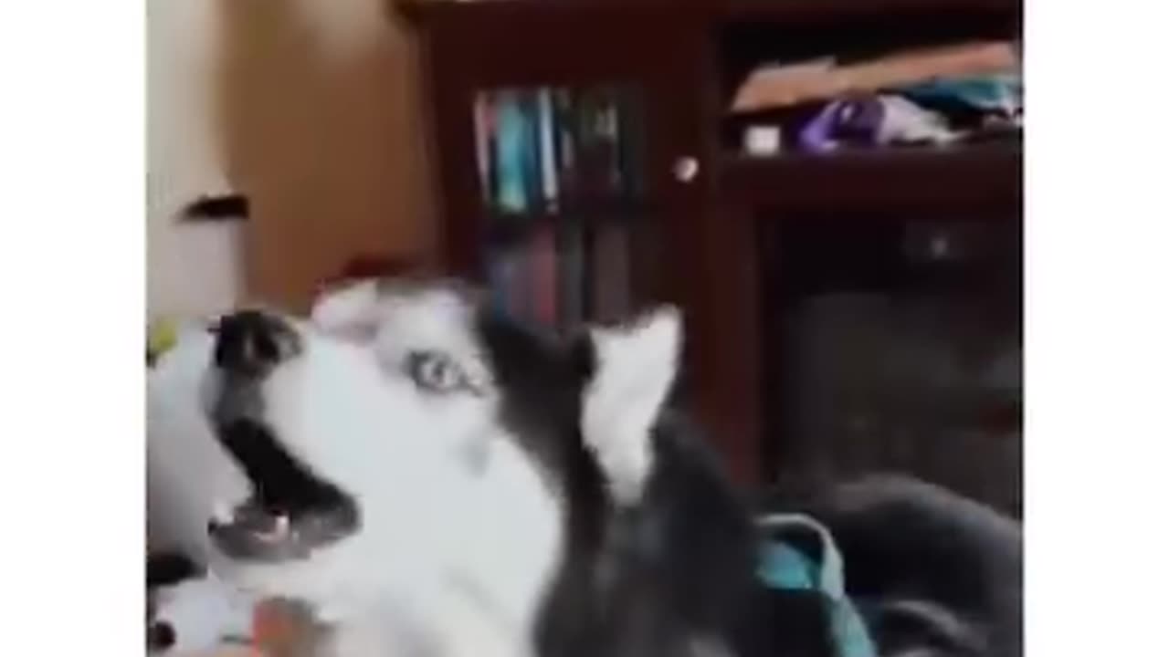 Singing Doggy