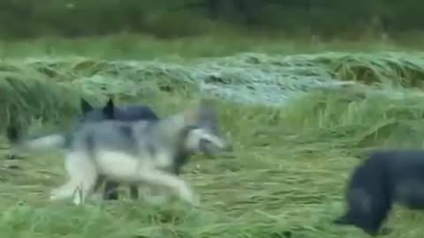 Wolves Travel in Packs or Family