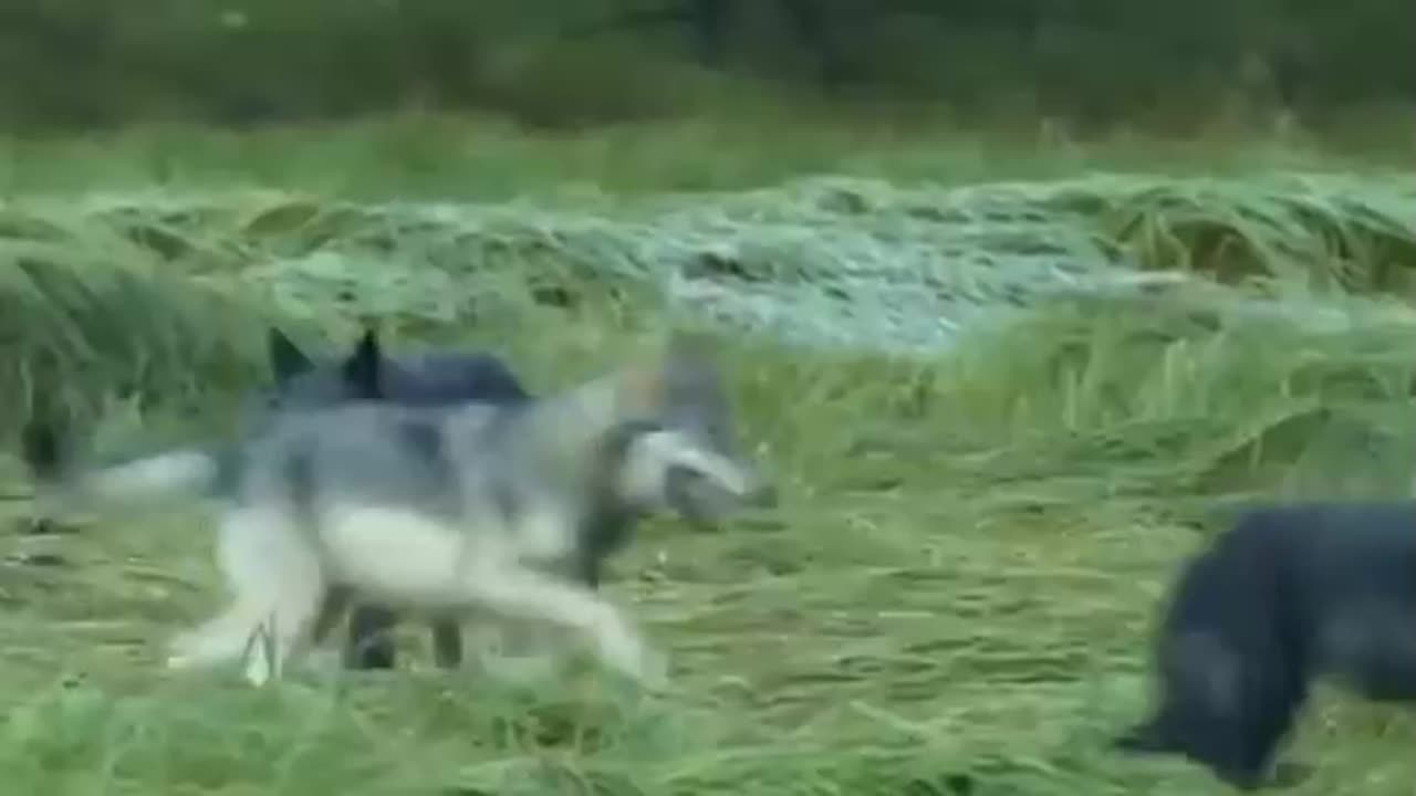 Wolves Travel in Packs or Family