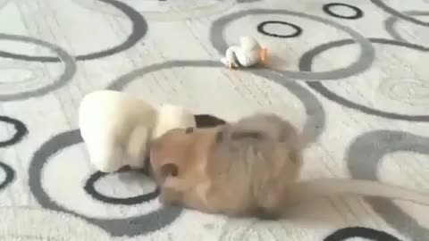 Fun Animals