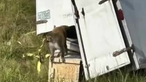 Truck Hauling 'Aggressive' Monkeys in Mississippi with Hepatitis C, Herpes and COVID Overturns