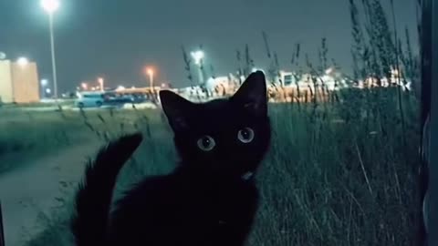 Mini Black Panther 🐈‍⬛🖤