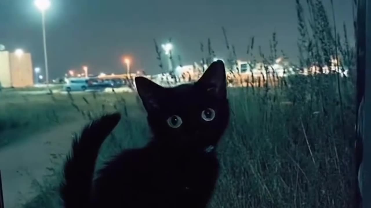 Mini Black Panther 🐈‍⬛🖤