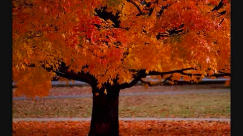 Four Seasons ~ Vivaldi