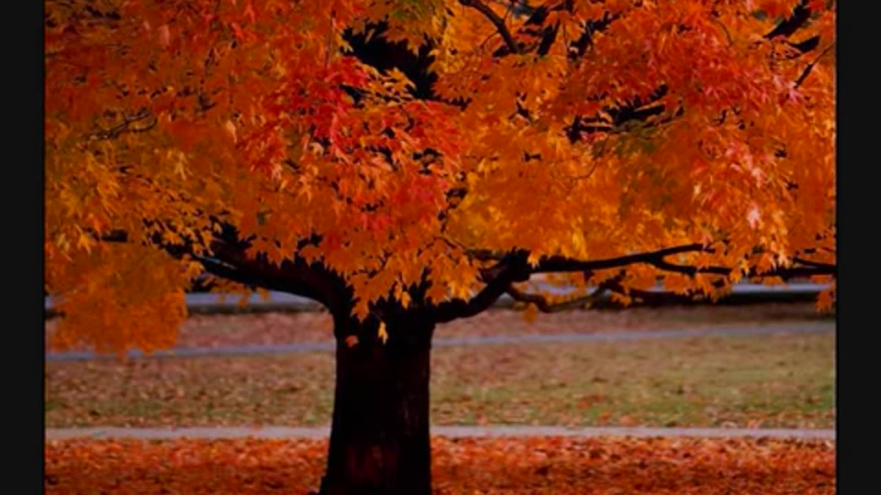 Four Seasons ~ Vivaldi