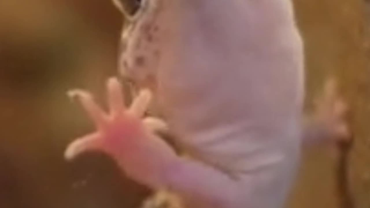 The Animal That Can Regrow Its Entire Body