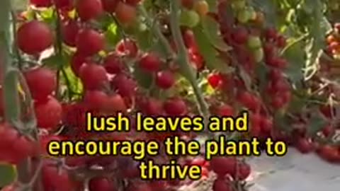 How and when to prune tomatoes