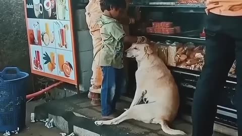 inercent Dog
