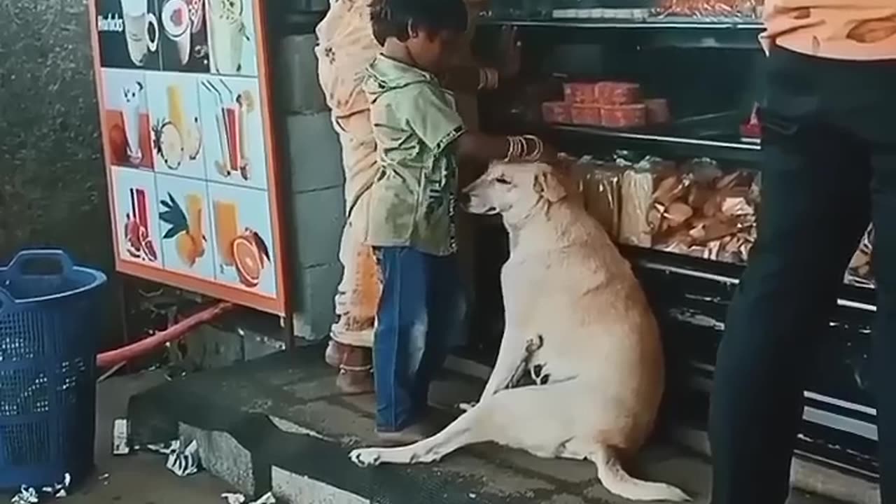 inercent Dog