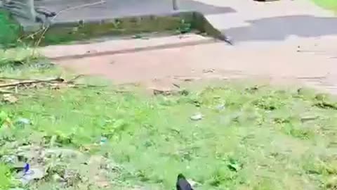 Funny videos of dogs 🐕
