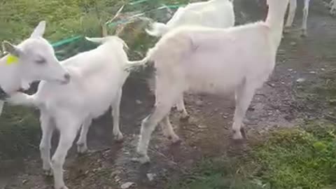 ​White Goats in Paradise، The Most Relaxing Morning with the Herd