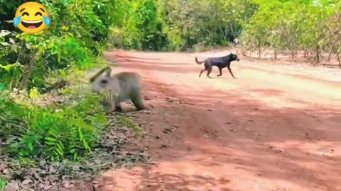 Monkey vs dog real fight | funny dog vs monkey video l funny video l comedy videos