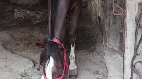 horse