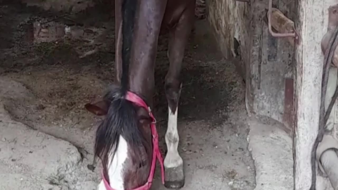 horse