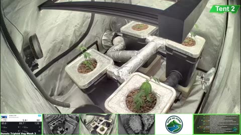 Growing Donutz Triploid & Lilac Diesel in RDWC