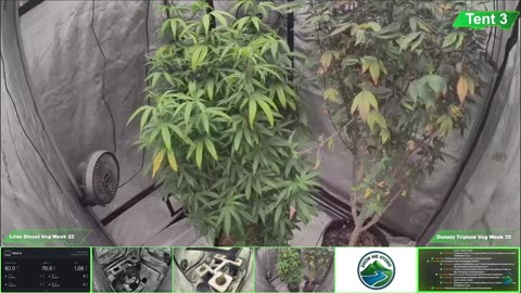 Growing Donutz Triploid & Lilac Diesel in RDWC