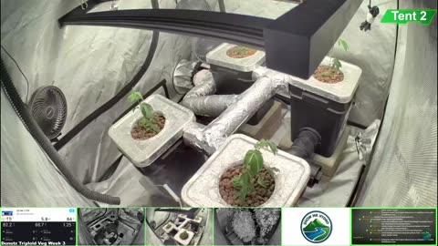 Growing Donutz Triploid & Lilac Diesel in RDWC