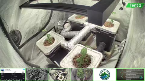 Growing Donutz Triploid & Lilac Diesel in RDWC