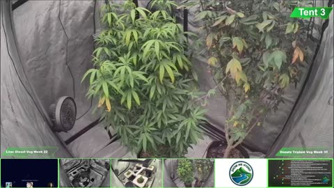 Growing Donutz Triploid & Lilac Diesel in RDWC
