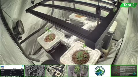 Growing Donutz Triploid & Lilac Diesel in RDWC