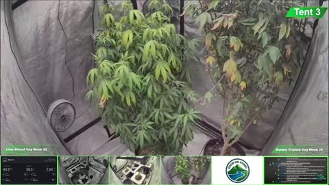 Growing Donutz Triploid & Lilac Diesel in RDWC