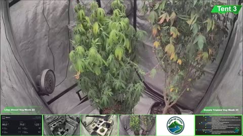 Growing Donutz Triploid & Lilac Diesel in RDWC