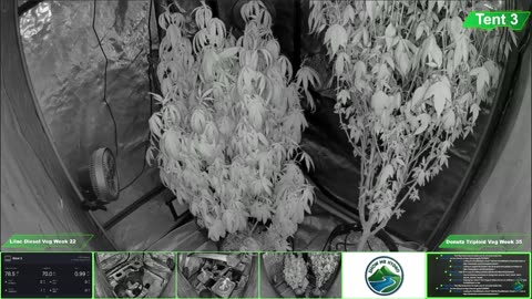 Growing Donutz Triploid & Lilac Diesel in RDWC