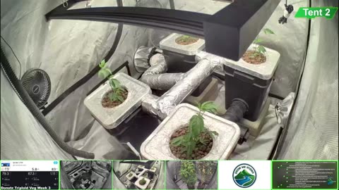 Growing Donutz Triploid & Lilac Diesel in RDWC