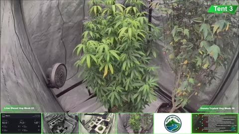 Growing Donutz Triploid & Lilac Diesel in RDWC