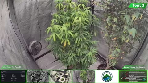 Growing Donutz Triploid & Lilac Diesel in RDWC
