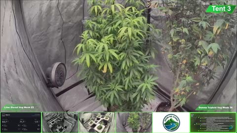 Growing Donutz Triploid & Lilac Diesel in RDWC