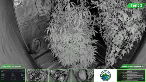 Growing Donutz Triploid & Lilac Diesel in RDWC