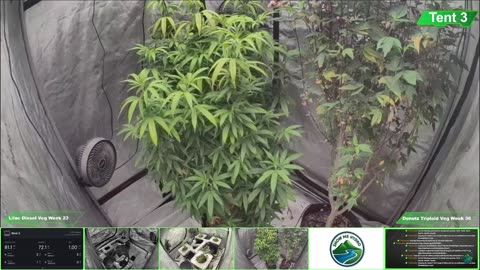Growing Donutz Triploid & Lilac Diesel in RDWC